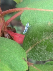 Graphocephala atropunctata