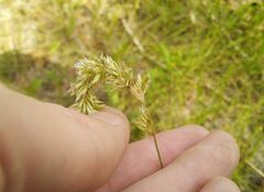 Melica transsilvanica