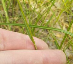 Melica transsilvanica