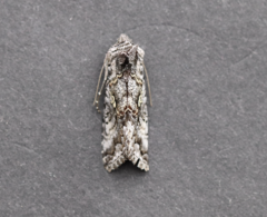 Syngrapha interrogationis