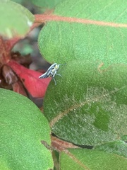 Graphocephala atropunctata