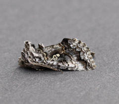 Syngrapha interrogationis