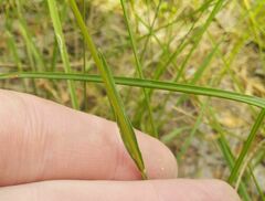 Melica transsilvanica