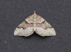 Xanthorhoe decoloraria