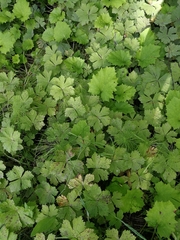 Anemonastrum baicalense