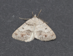 Macaria loricaria