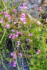Stylidium fluminense