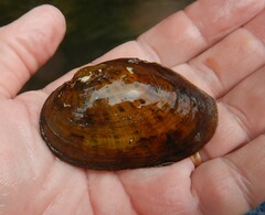 Cambarunio taeniatus