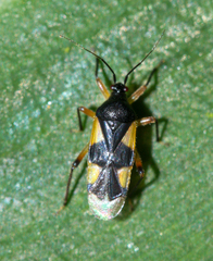 Dryophilocoris