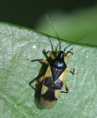Dryophilocoris