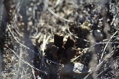 Prosopanche americana