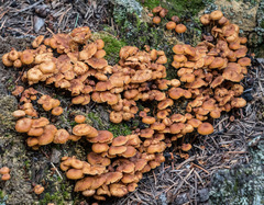Xeromphalina enigmatica