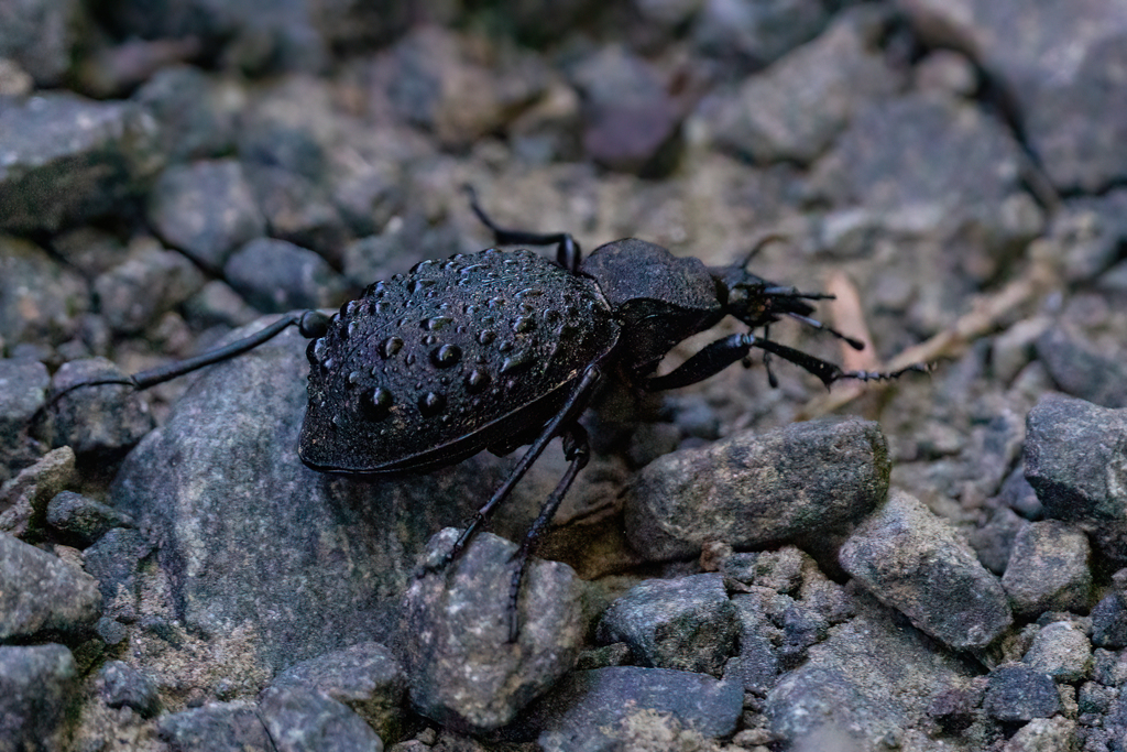 Cychrus tuberculatus