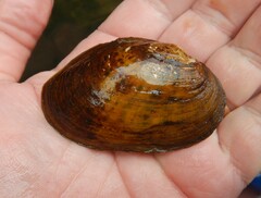 Cambarunio taeniatus