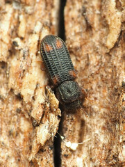 Paha laticollis