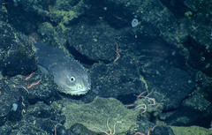 Psychrolutes phrictus