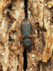 Paha laticollis