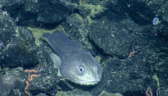 Psychrolutes phrictus