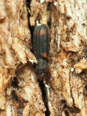 Paha laticollis