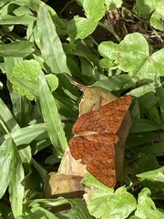 Emesis mandana