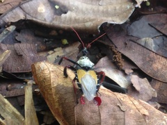 Apiomerus vexillarius