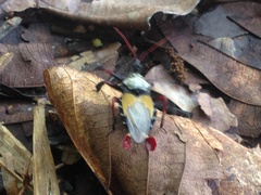 Apiomerus vexillarius