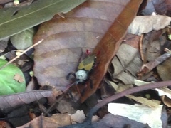 Apiomerus vexillarius