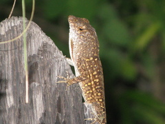 Anolis sagrei
