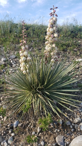 Great Plains yucca