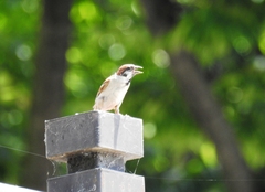 Passer montanus