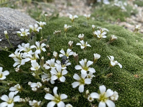 alpine sandwort