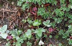 Potentilla purpurea