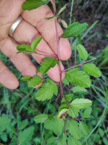 Image of Malus angustifolia by (c) Scott Allen Davis, some rights reserved (CC BY)