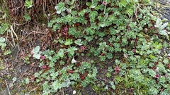 Potentilla purpurea