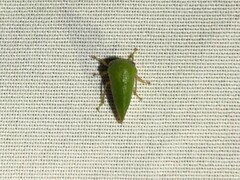 Ophiderma evelyna