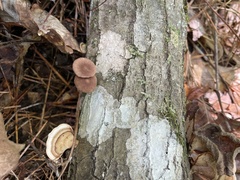 Collybiopsis subnuda