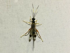 Spilopteron occiputale