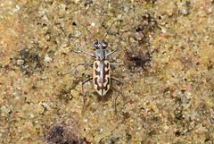 Ellipsoptera cuprascens