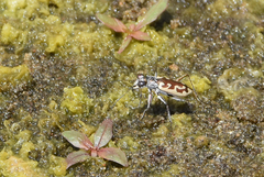 Ellipsoptera cuprascens