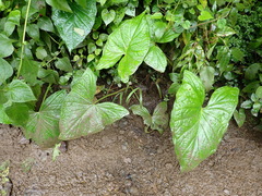 Xanthosoma reticulatum