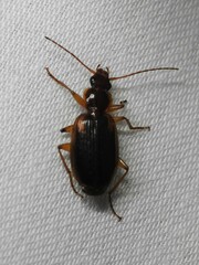 Cymindis limbata