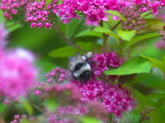 Bombus patagiatus