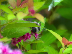Bombus patagiatus