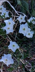 Acleisanthes