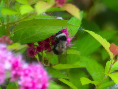 Bombus patagiatus