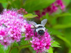 Bombus patagiatus