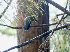 Selasphorus calliope