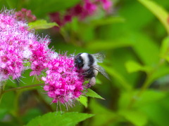 Bombus patagiatus
