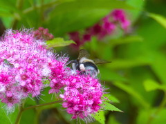 Bombus patagiatus