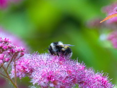 Bombus patagiatus